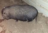 female pet pig, looking for new home!