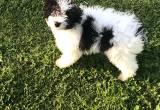 Beautiful Aussiepoo female puppy