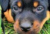 8 Week Male Rottweiler Puppy