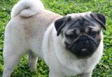 AKC pug puppies due may 27