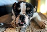 Female English Bulldog Pup