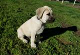 Anatolian Shepherd/ Great Pyranees