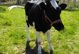 Holstein Heifer