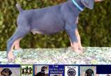 AKC Doberman Pinscher Male Black/ Rust