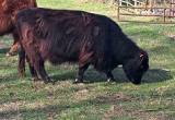 highland cow with bull calf