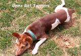Sonny, male Rat Terrier