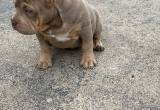 Bully puppies looking for new home