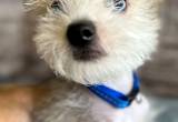 Chinese Crested Male Puppy