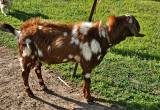 Registered Boer Billy