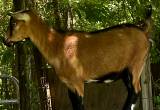 ADGA registered Nigerian Dwarf Doe