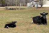 Holstein cross dairy cow and calf