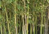 Bamboo Both Live Sprouts or Dry poles