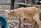 Doeling Pet Nigerian Dwarf Goat Small