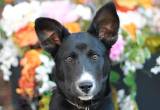 Daisy is a wonderful Husky mix puppy