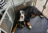 bernedoodle puppies