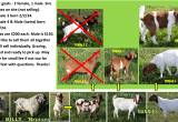 Reduced! 3 Boer goats - 2 female, 1 male