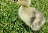 chinese gosling