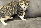 stripped calico female kitten 8 mos old