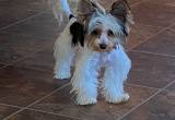 Biewer Terrier male