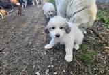 Great Pyrenees puppies for sale