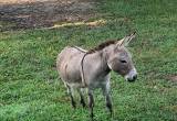 Miniature Jack Donkey PRICED REDUCED