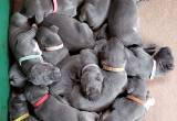 GREAT DANE AKC blue puppies