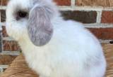 Broken Blue Tort Holland Lop Doe