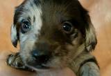 Miniature Dachshund puppy silver dapple