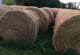 straw/ hay