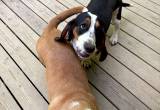 2 Basset Hounds male and female