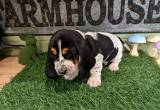 Basset hound puppies