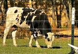 Holstein/ Angus Bull