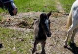 White Mare and Blue roan filly