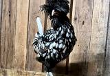 Silver Laced Polish Rooster