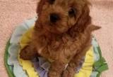 Toy Maltipoo females and males
