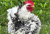 Bantam Serama Chicks due to hatch
🐥🐣