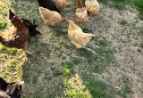 good laying hens