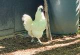 Silkie Rooster-1 year old