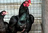show stock dark cornish *chicks*