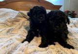female toy poodle pups🐾