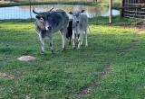 Zebu Cow & 2 Calves