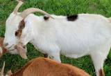 17 goats for sale