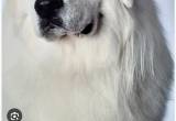 Great Pyrenees female puppy