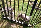 boston terrier puppys rare blue babies