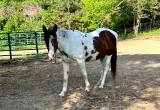 Quarter horse 5 years old mare