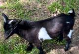 Blue eyed Nigerian Dwarf Goats