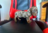 mini female chocolate dapple dachshund