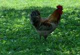 blue maran rooster