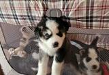 Husky puppies 200 for males 250 Female