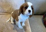 AKC Cavalier King Charles Spaniel male